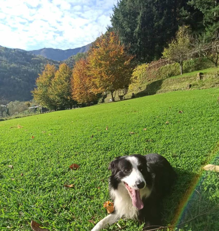 Il Bosco Di Campo Marzano Green & Sky Daire Borzonasca Dış mekan fotoğraf